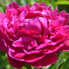 Пион Гарден Глори/Garden Glory