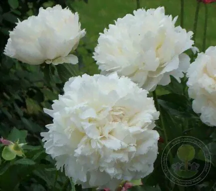 Пион Келвейс Глориус / Paeonia Kelway`s Glorious (Стандартная деленка, 2-3 почки, пр-во Европа)