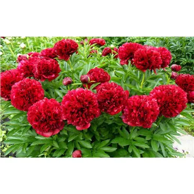 Пион травянистый Red Sarah Bernhardt-3