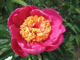 Пион Дорин молочноцветковый (Paeonia Doreen) С1, 5 id#4289933