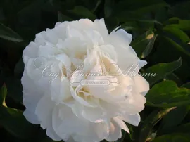 Пион травянистый Марила Бьюти (Marilla Beauty)