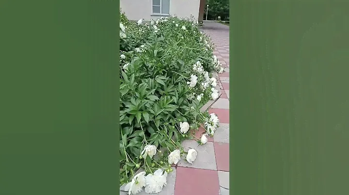 Бордюр из белых пионов после дождя в Сибири. #flowers #garden