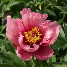 Пион ИТОН Янки Дудл Денди (Paeonia Itoh Yankee Doodle Dandy) C4L BE из питомника Ваш сад из питомника Ваш сад