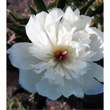 Пион White (Белый)