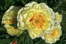 Пион-ИТО Бартзелла (Paeonia Itoh Bartzella) кп