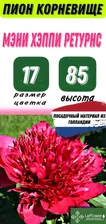 Пион Мени Хеппи ретурнс,Корневище