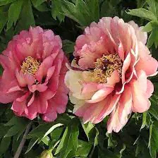 Пион ито-гибрид Хиллари Paeonia Hillary