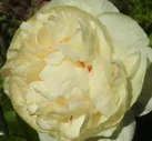 Пион Блонд Вижен / Paeonia Blonde Vision (Стандартная деленка в 3,5 л контейнере)