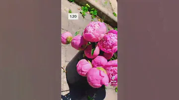 Opening tight peony flowers