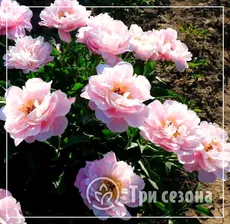 Пион молочноцветковый "Ма Петит Шери"