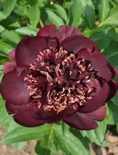Пион Paeonia Chocolate Soldier 3/5