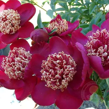 Пион Ниппон Бьюти (Paeonia Nippon Beauty)-0