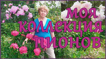 КОЛЛЕКЦИЯ ПИОНОВ В МОЁМ САДУ.