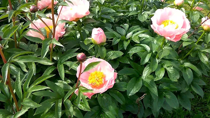 Peony 2017, Salmon Dream, Пионы год 17й, Салмон Дрим