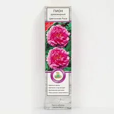 Пион древовидный (привитый на травянистый) "Цветочная Роса ", 1 шт, туба, Весна 2024
