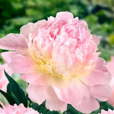 Пион категория А - Сандей (Paeonia Raspberry Sundae)