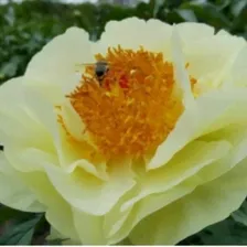 Пион Лемон Шифон (Lemon Chiffon) саженцы