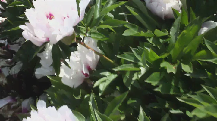 Cora Louise | R2 flowers | Peonies