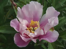 Пион Сонома Опал (Paeonia Itoh Sonoma Opal), корень для посадки, саженцы для сада (art.: 3920c05655aec)
