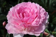 Пион Paeonia Pietertje Vriend 2/3