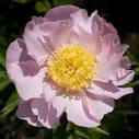 Пион Paeonia Garden Lace 3/5