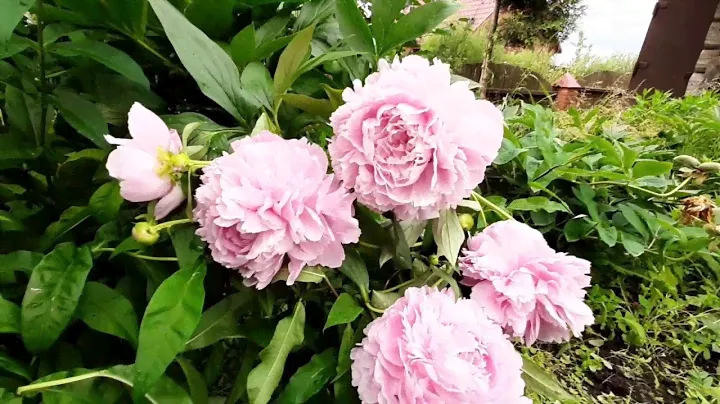 Пион МАЙРА МАК РЕЙ / Paeonia MYRA MACRAE - ОБЗОР, ОПИСАНИЕ, ЦВЕТЕНИЕ, ОТЗЫВ