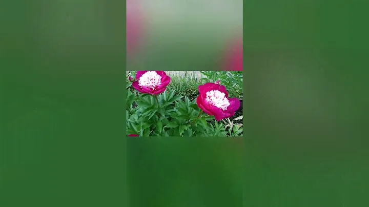 ,,Кенери Брильянс ,,Вайт Кап,, мои любимые .