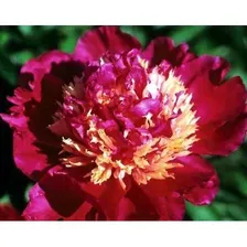 Пион травянистый Том Кэт (Paeonia lactiflora Tom Cat)