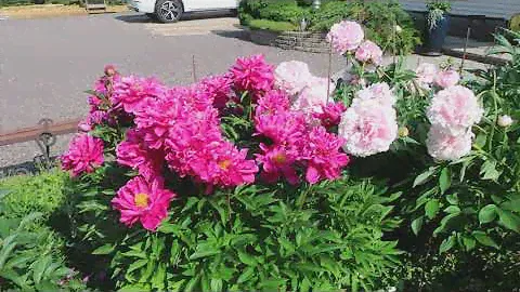 'Sarah Bernhardt' ja 'Karl Rosenfield'