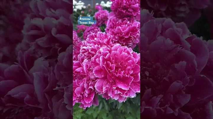 #пион Thomas Waar 80/16,аромат слабый,средний ср.цв. #garden #flowers #букет #nature #beautiful