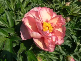 Пион Old Rose Dandy (Олд Роуз Дэнди)