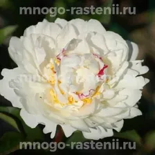 Пион молочноцветковый Буль де Неж