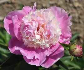 Paeonia She is My Star Пион Ши из Май Стар