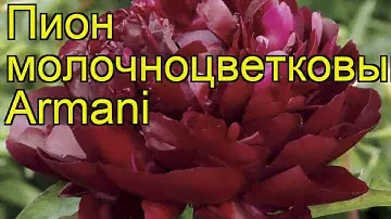Пион молочноцветковый Армани (Armani). Краткий обзор, описание характеристик, где купить саженцы