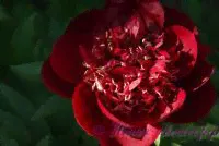 Пион травянистый 'Шоколадный солдатик' / Paeonia 'Chocolate Soldier'