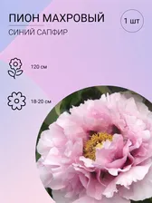 Пион Синий сапфир, саженец корень для высадки 1 шт.