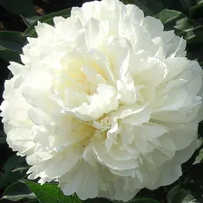 Пион Marie Lemoine 1 шт.