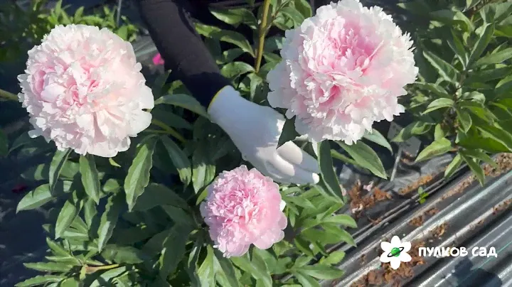 Marie d'Hour peony. Мари Д'Ур пион. Пулков сад
