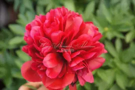 Пион травянистый Ред Грейс (Red Graice)
