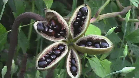 Пион древовидный от бутонов до семян. Peony seeds