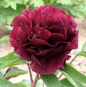 пион древовидный Champion Black Jade