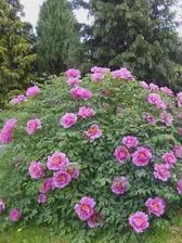 Семена Пион древовидный микс цветов, Пион полукустарниковый, Paeonia suffruticosa, 5 штук (art.: 3920be6226b85)