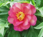 Пион Pink Ardour (Пинк Одор)