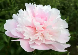 Пион Paeonia Alertie 2/3