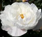 Пион Paeonia White Grace 2/3