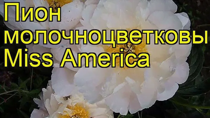 Пион молочноцветковый Мисс Америка. Краткий обзор, описание paeonia lactiflora Miss America