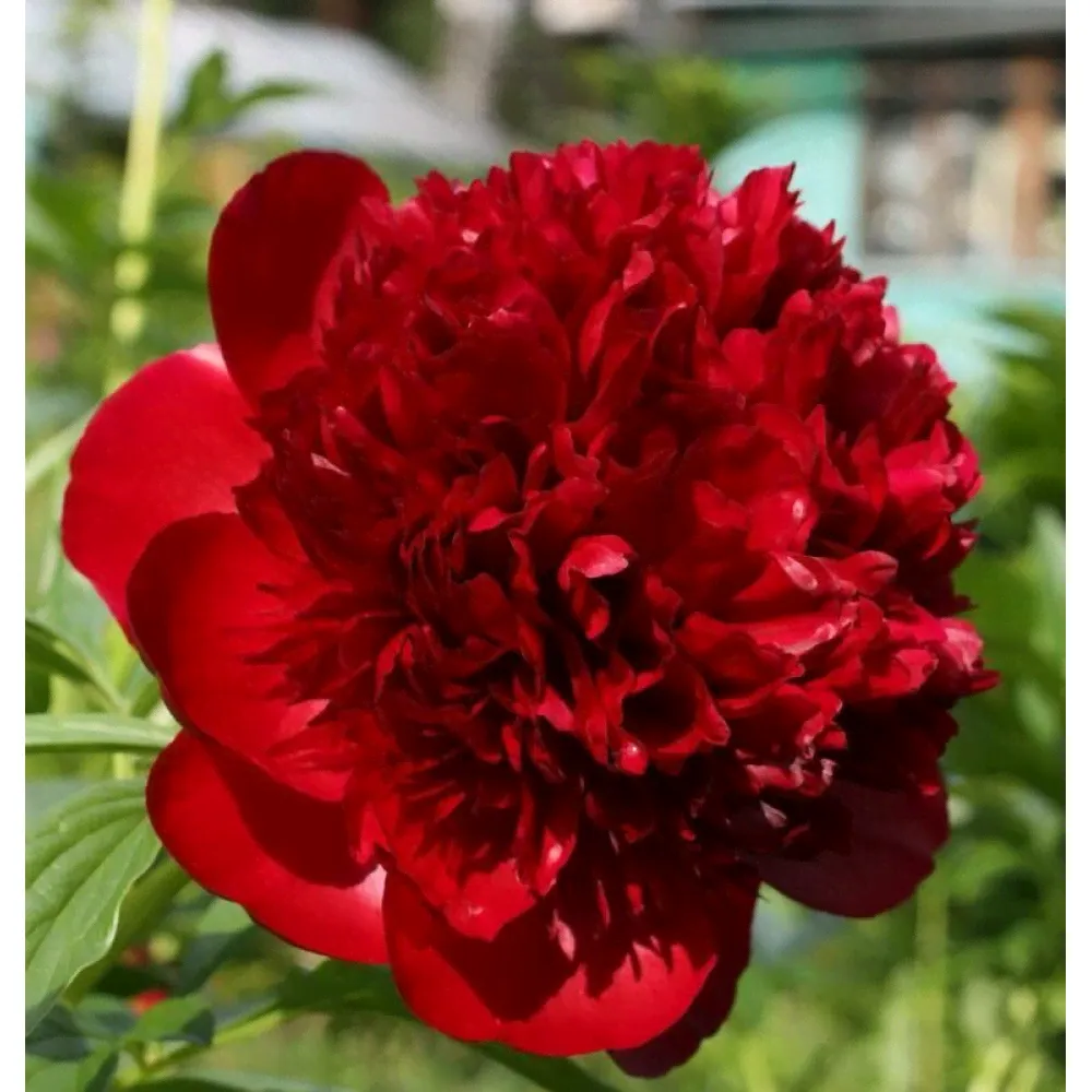 Пион Red Charm (Ред Шарм)