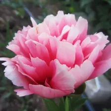 Саженцы Пион Lorelei (Лорелей)