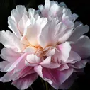 Пион Paeonia Madame Edouard Doriat 2/3