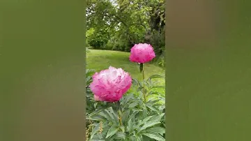 Pion Peony Paeonia ’Joker’